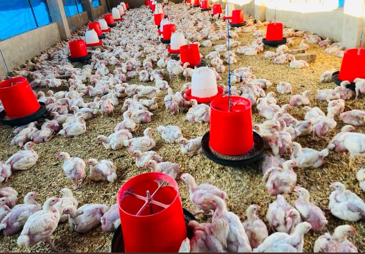 Inside a broiler house