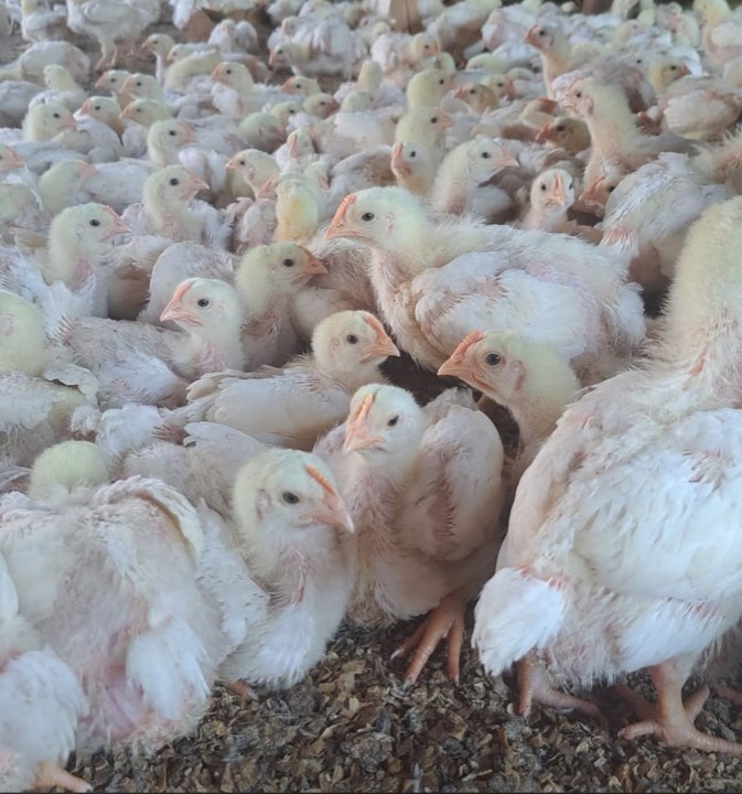 Young broilers up close