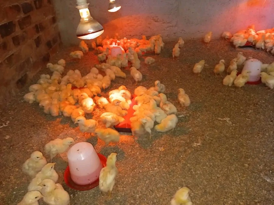 Chicks under the brooder lamps