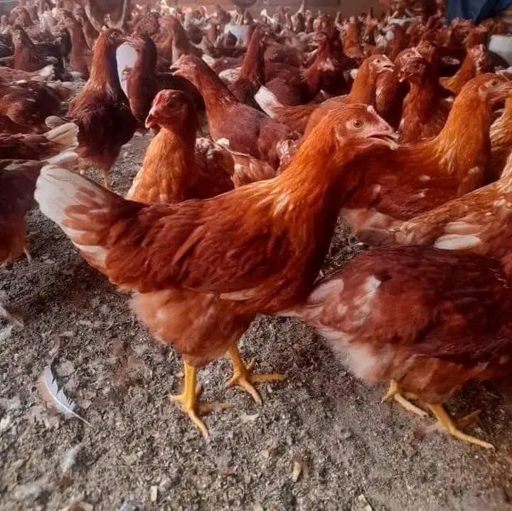 One of our laying hens