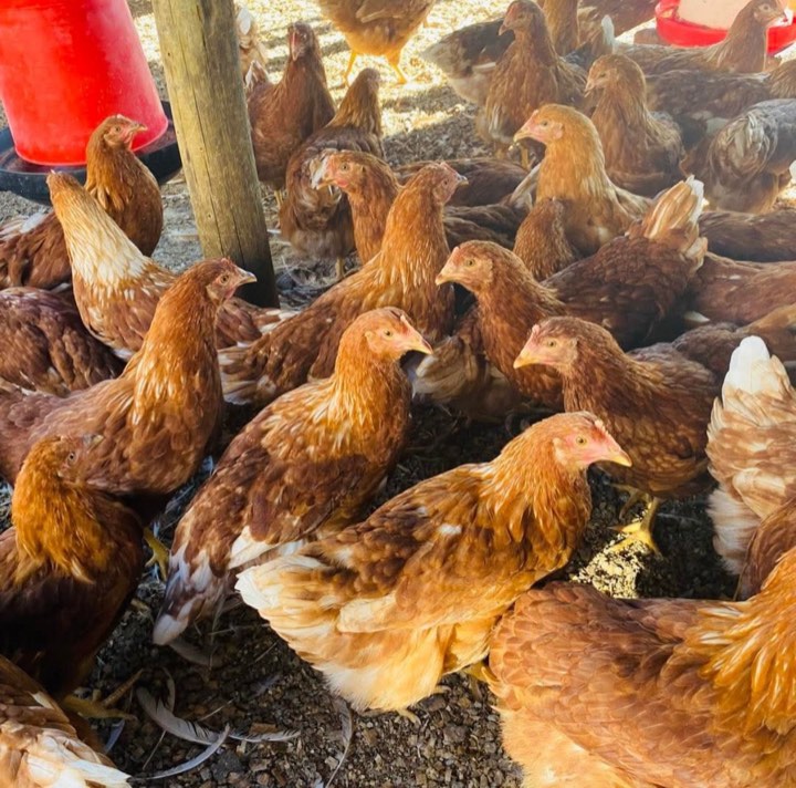 Brown laying hens on the farm