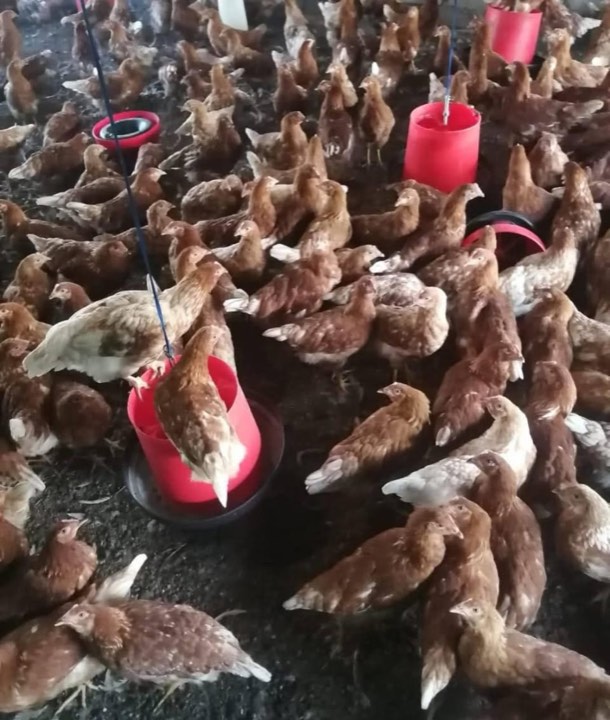 Hens around the feeders