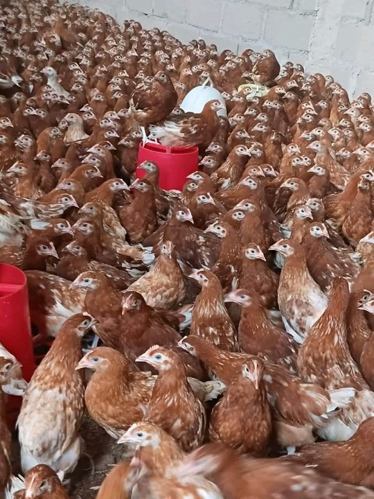 Brown pullets in the shed