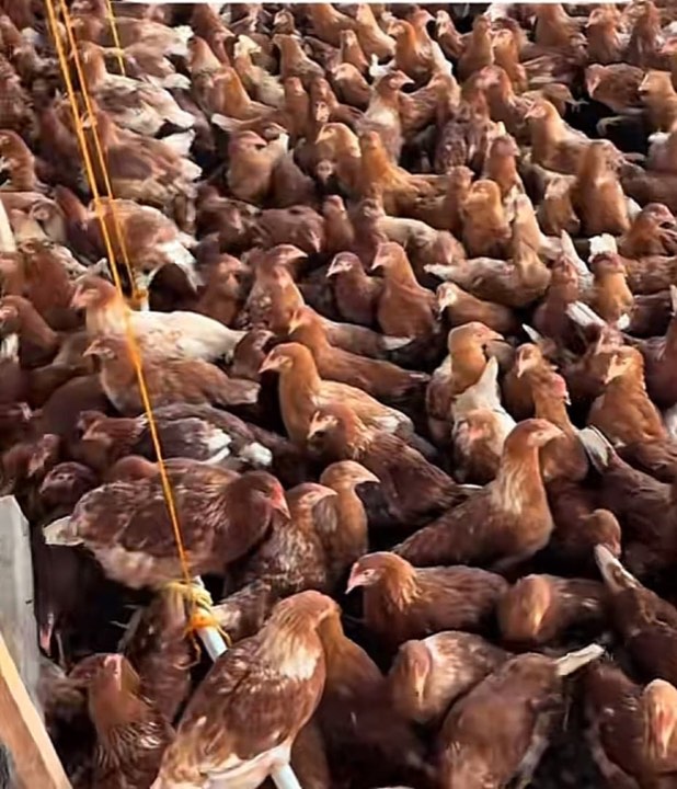 Pullets on the farm