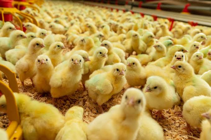 Vaccinated Day-Old Broiler Chicks
