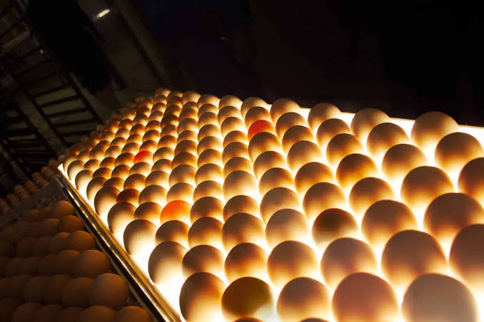 Fertile Broiler Eggs
