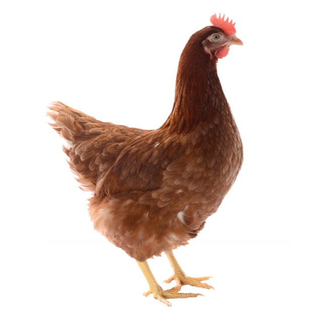 Lohmann Brown Point-of-Lay Hens
